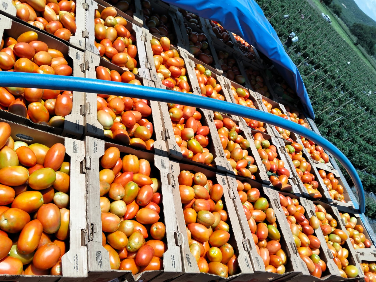 TOMATE HUAJE - SALADET